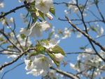 平塚総合運動公園の桜